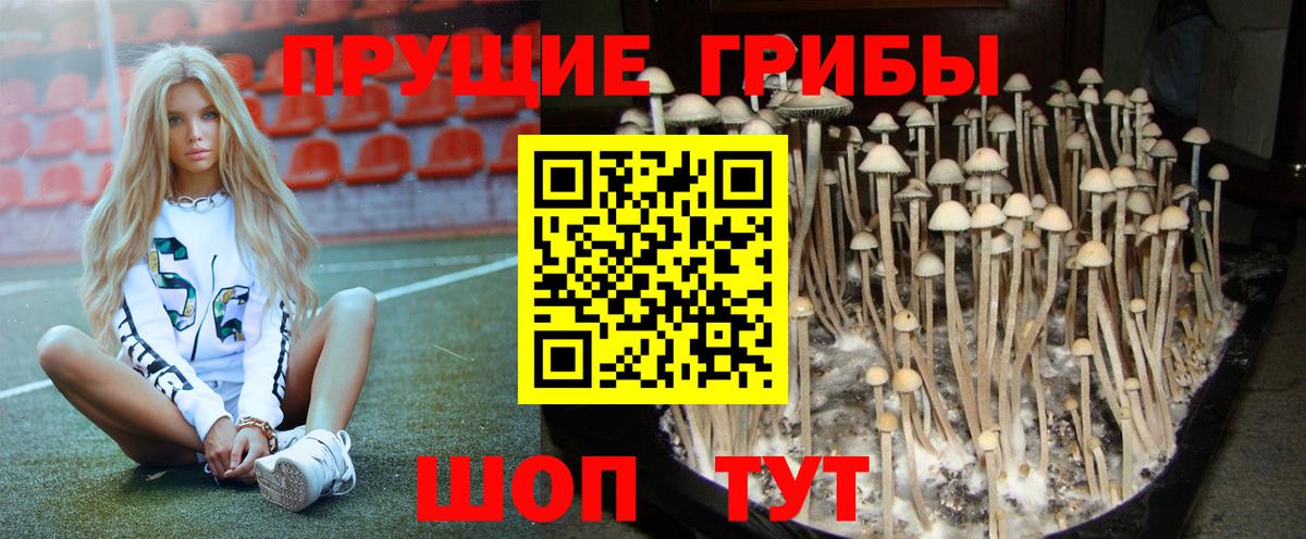 Галлюциногенные грибы Psilocybine cubensis Вязники